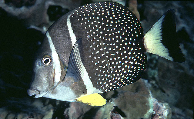 acanthurus guttatus